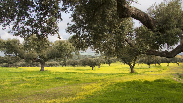 Portugal Eases Urbanization of Rural Land